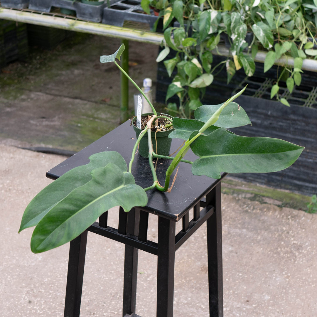 Gabriella Plants Philodendron 4" Philodendron &