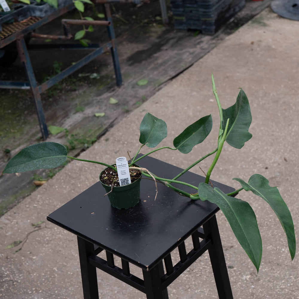 Gabriella Plants Philodendron 4" Philodendron 'Jerry Horne'