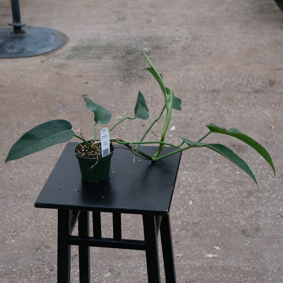 Gabriella Plants Philodendron 4" Philodendron 'Jerry Horne'