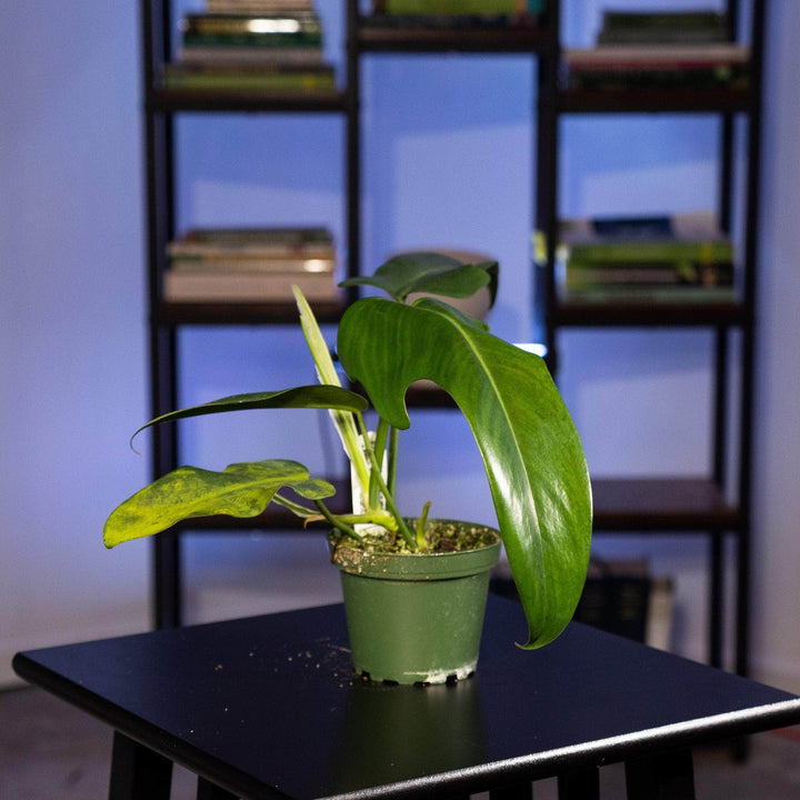 Philodendron 'Jerry Horne' Gabriella Plants