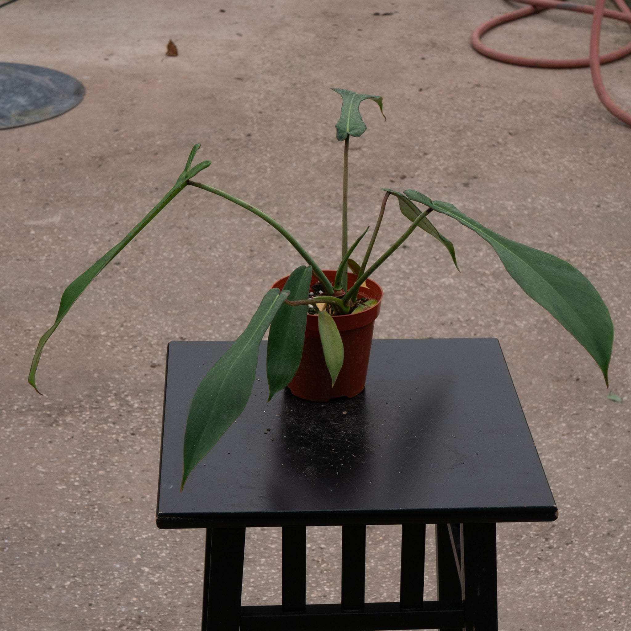 その他観葉植物 Joepii var. pink !! その他観葉植物 Joepii var. pink !! Joepii var. pink !!