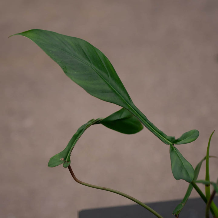 Gabriella Plants Philodendron 4" Philodendron joepii