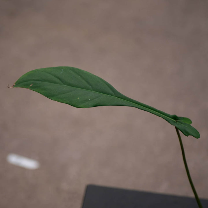 Gabriella Plants Philodendron 4" Philodendron joepii