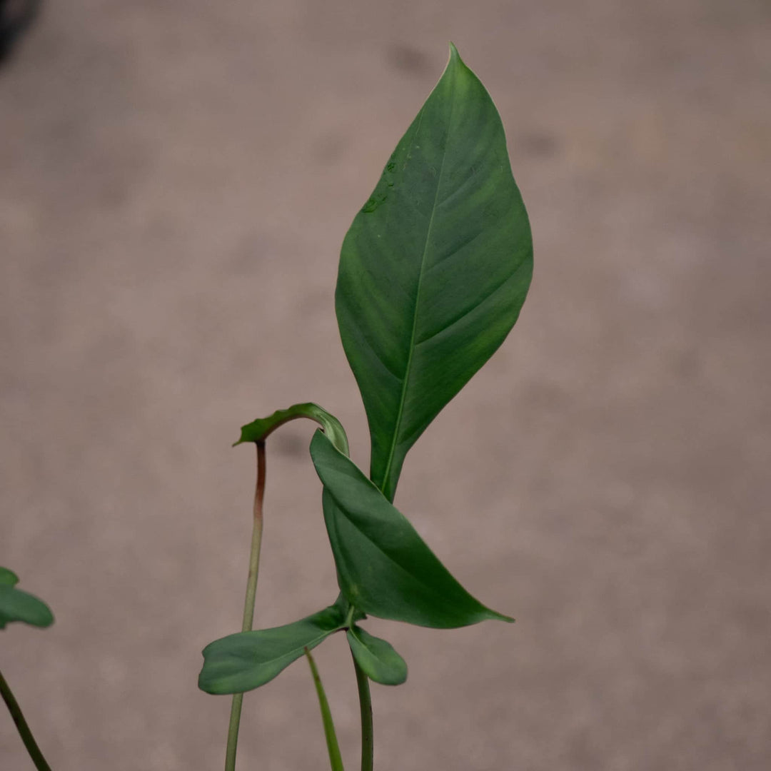 Gabriella Plants Philodendron 4" Philodendron joepii