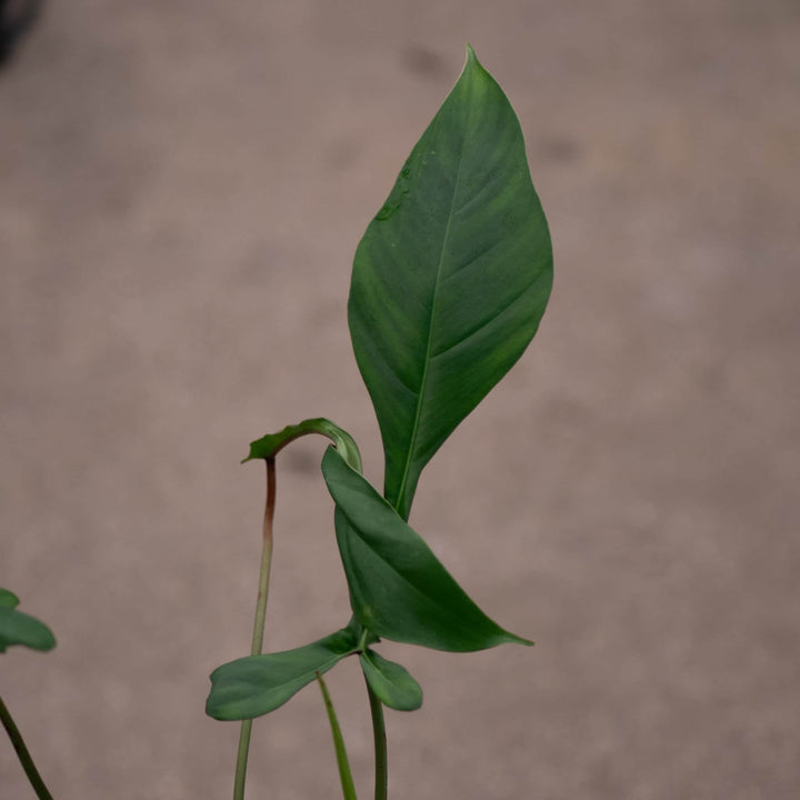 Gabriella Plants Philodendron 4" Philodendron joepii