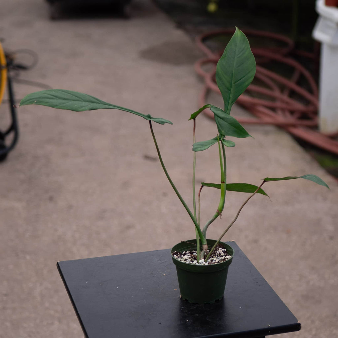Gabriella Plants Philodendron 4" Philodendron joepii