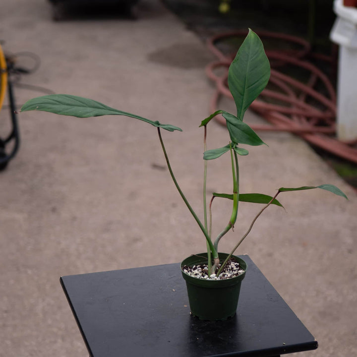 Gabriella Plants Philodendron 4" Philodendron joepii