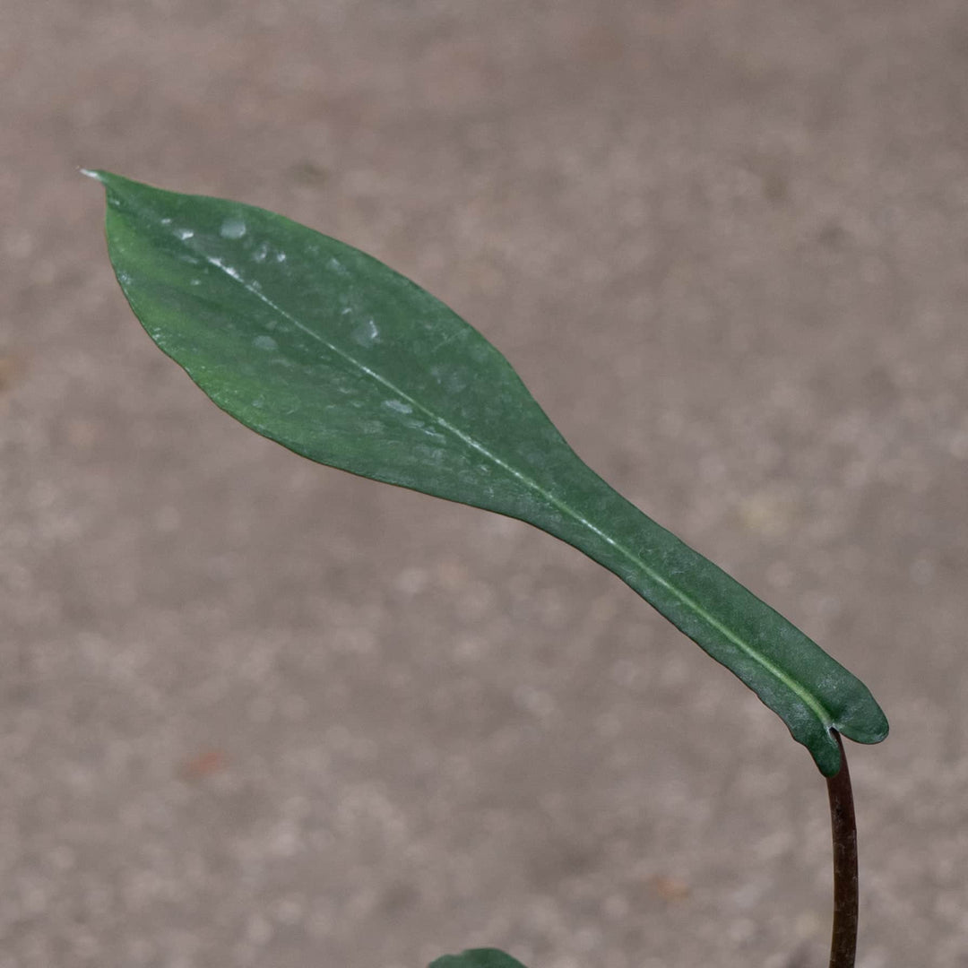 Gabriella Plants Philodendron 4" Philodendron joepii
