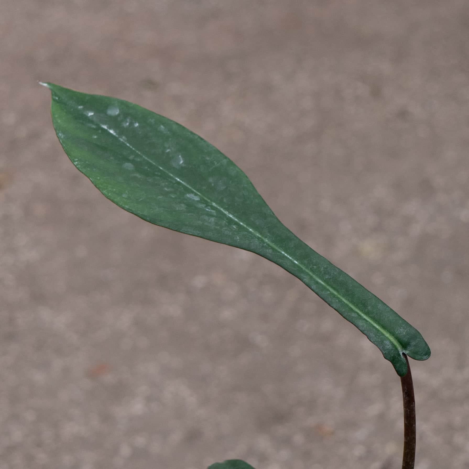 philodendron joepii mature Philodendron joepii
