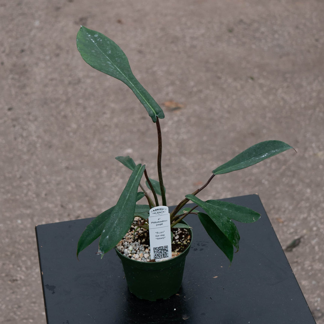 philodendron jopeii Philodendron joepii