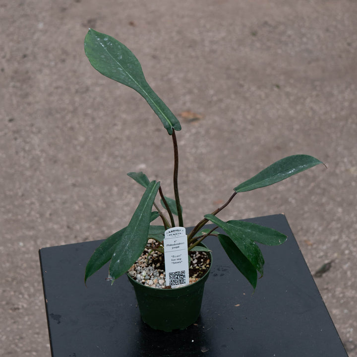 Gabriella Plants Philodendron 4" Philodendron joepii