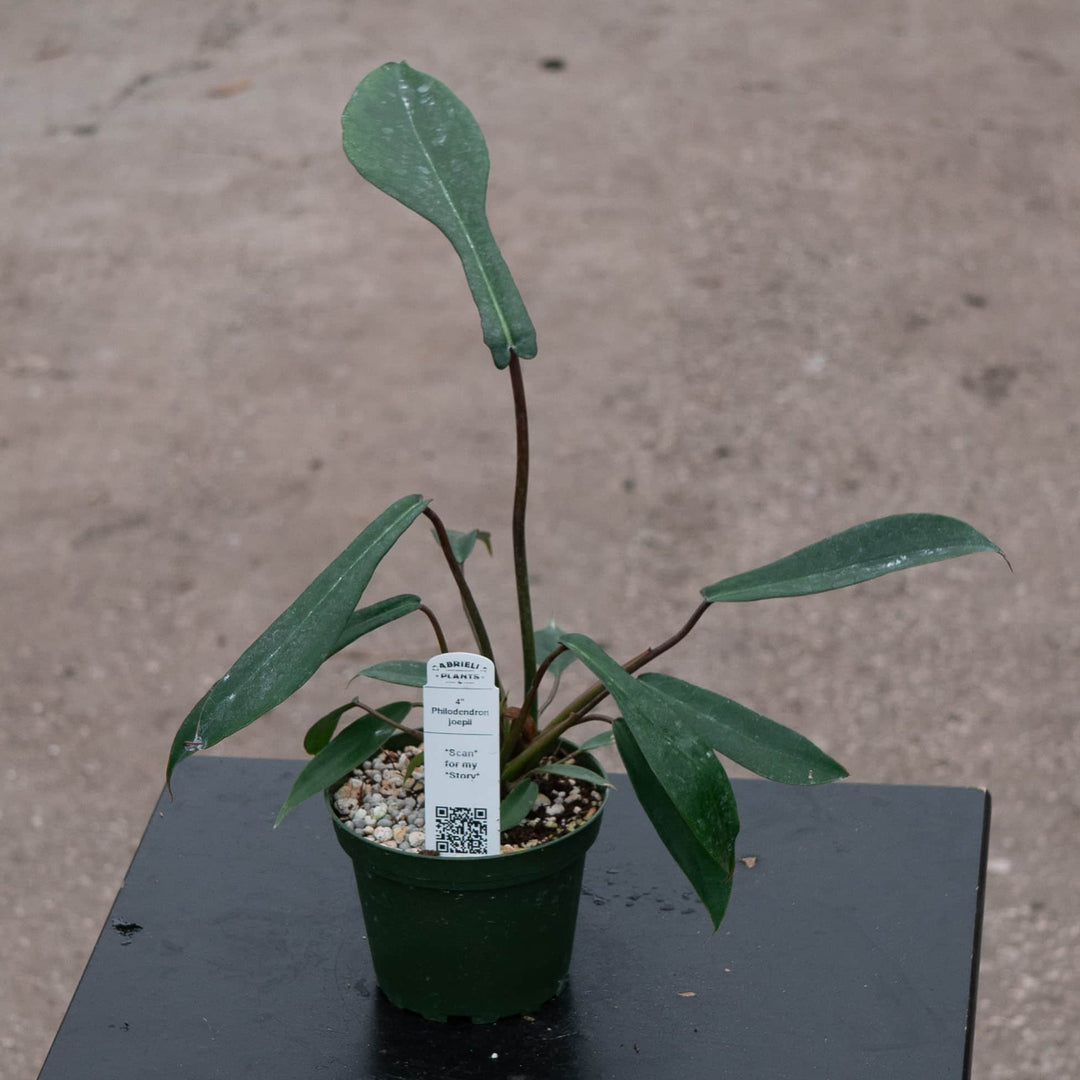 Gabriella Plants Philodendron 4" Philodendron joepii