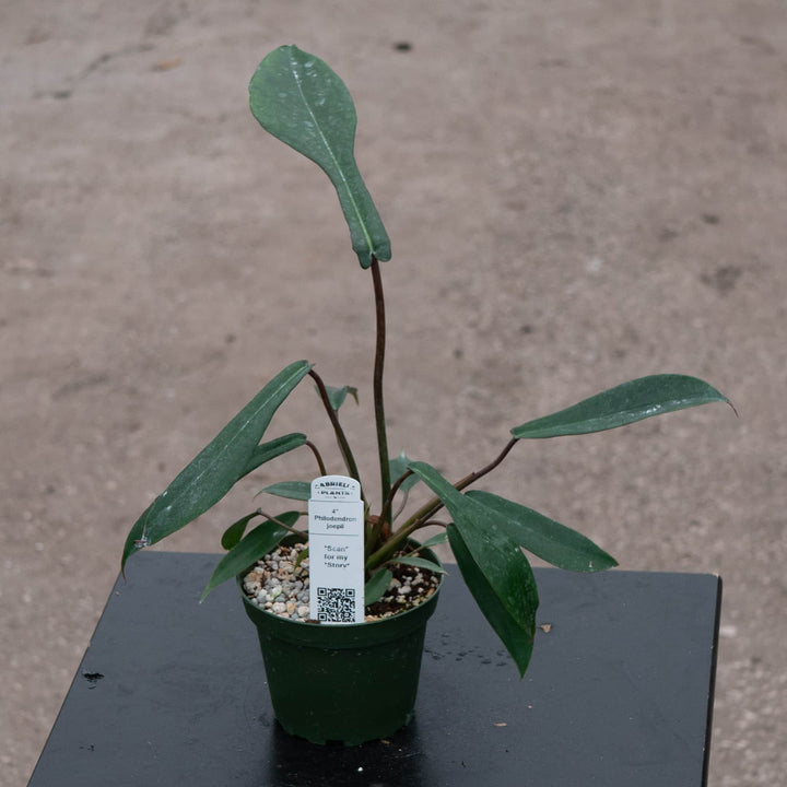 Gabriella Plants Philodendron 4" Philodendron joepii