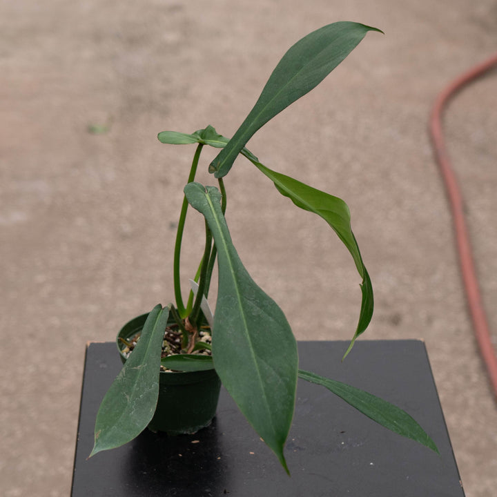 Gabriella Plants Philodendron 4" Philodendron joepii