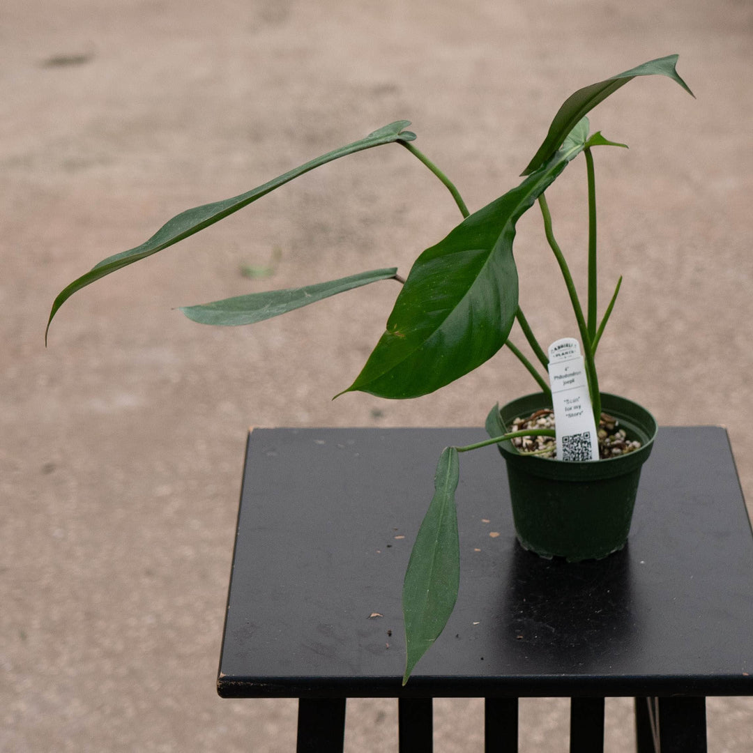 Gabriella Plants Philodendron 4" Philodendron joepii