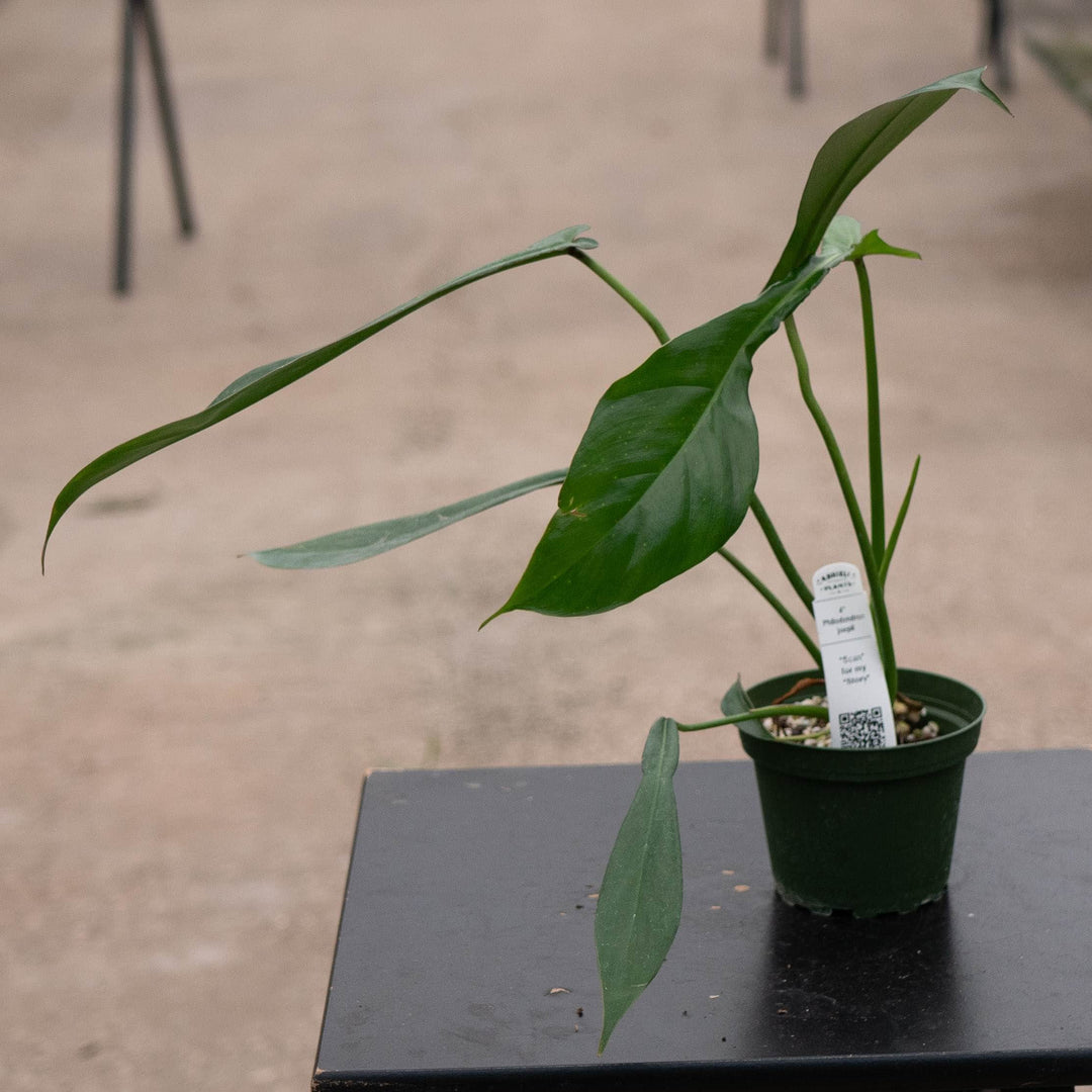Gabriella Plants Philodendron 4" Philodendron joepii