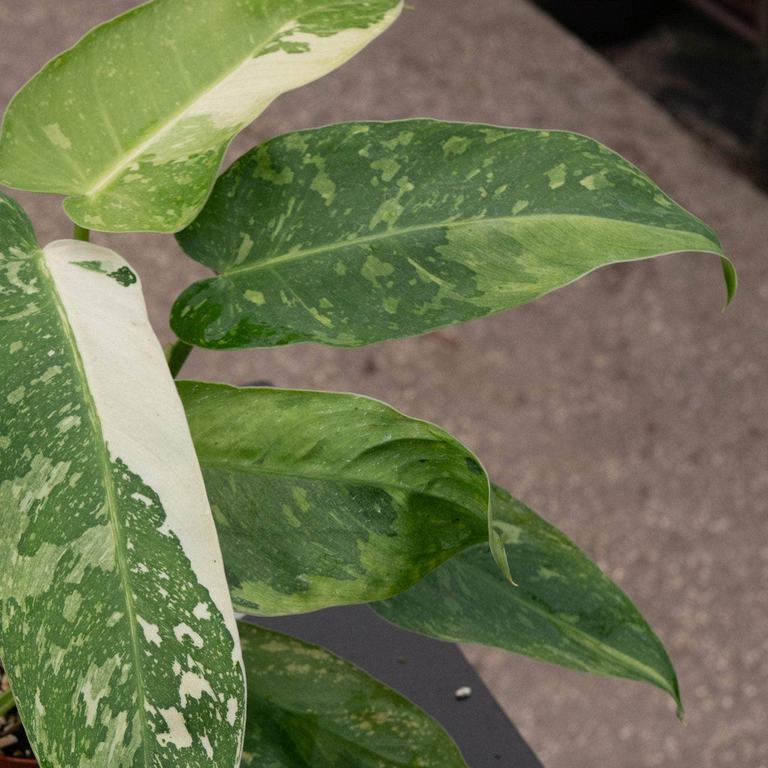 philodendron jose buono Philodendron 'Jose Buono'
