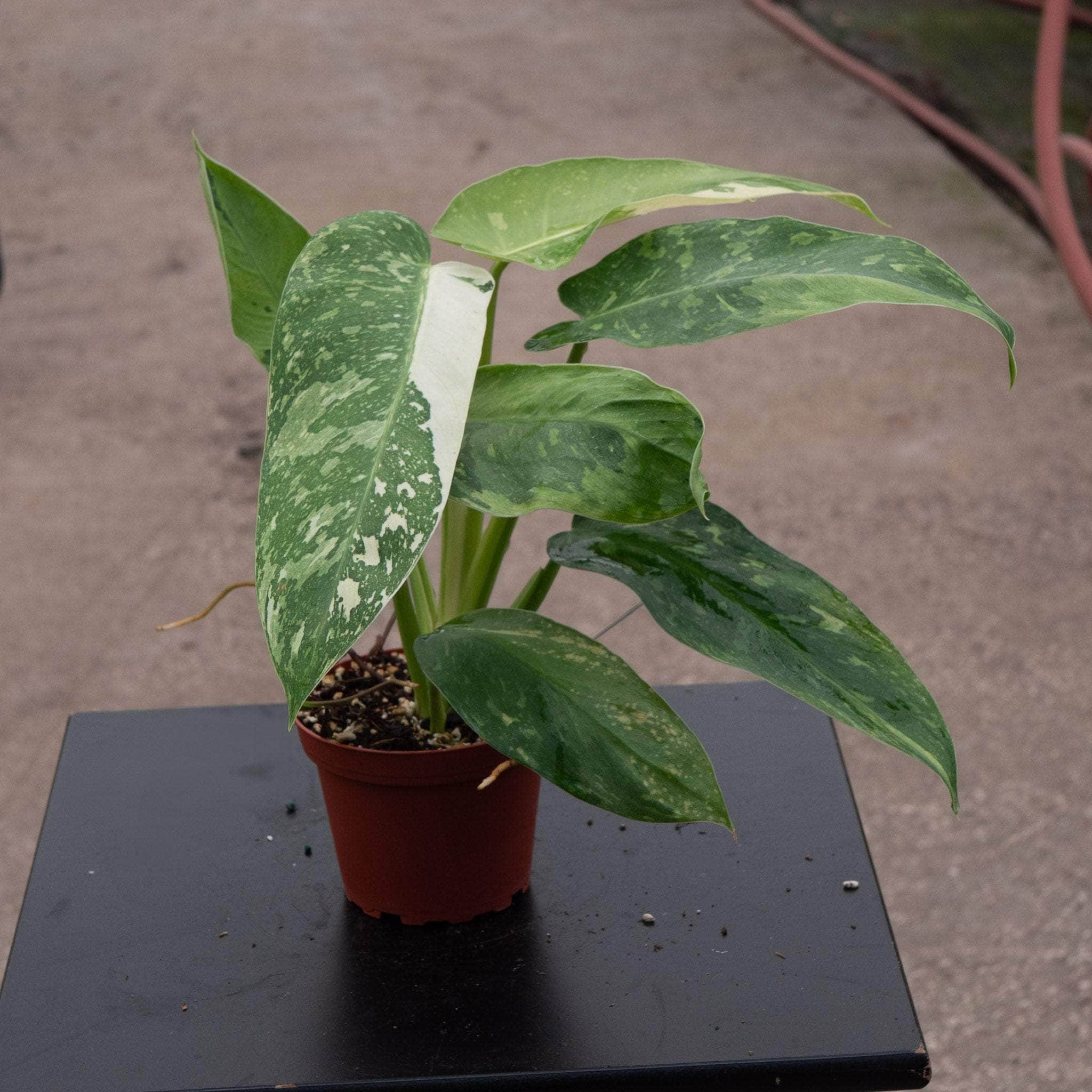 philodendron jose buono for sale Philodendron 'Jose Buono'