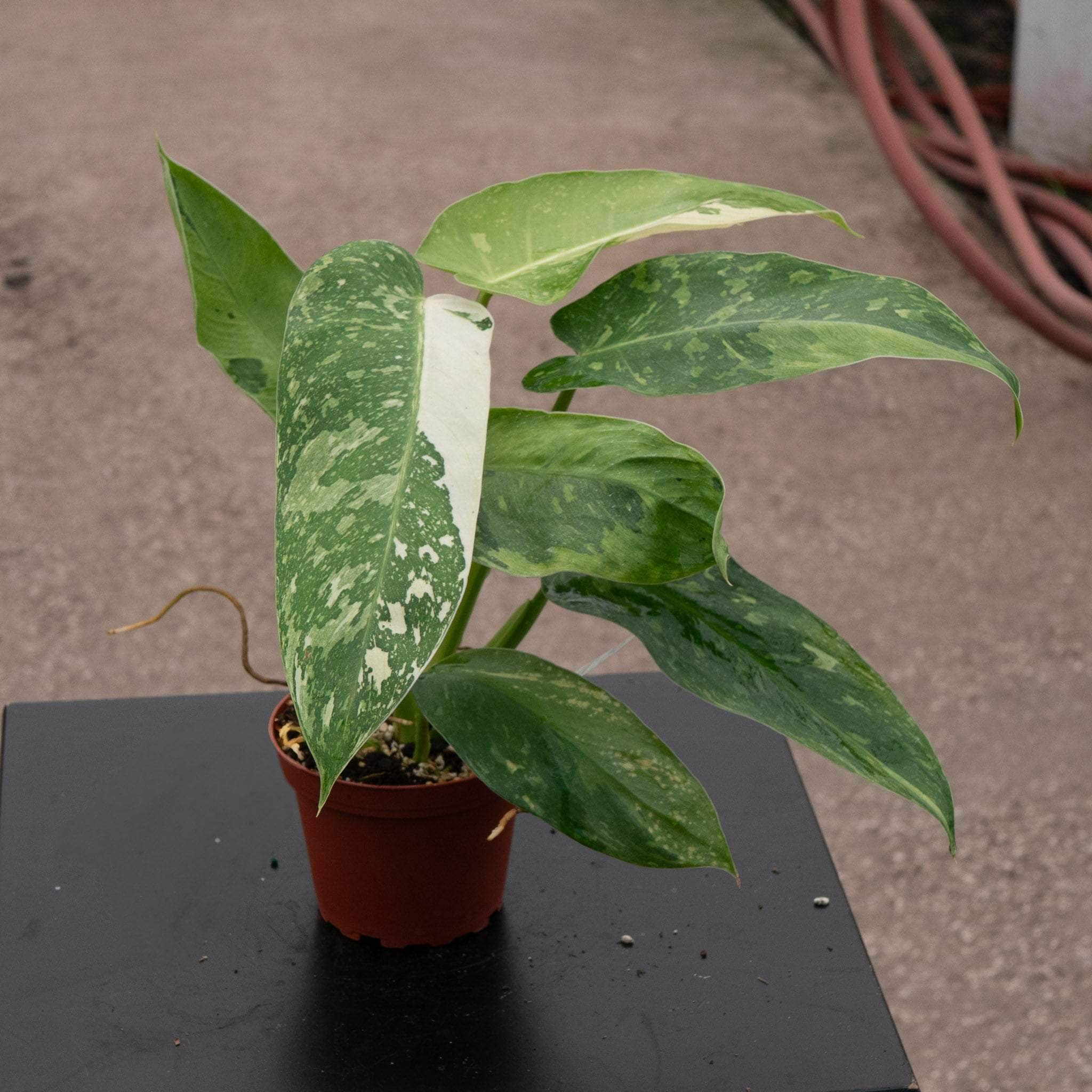Philodendron 'Jose Buono'