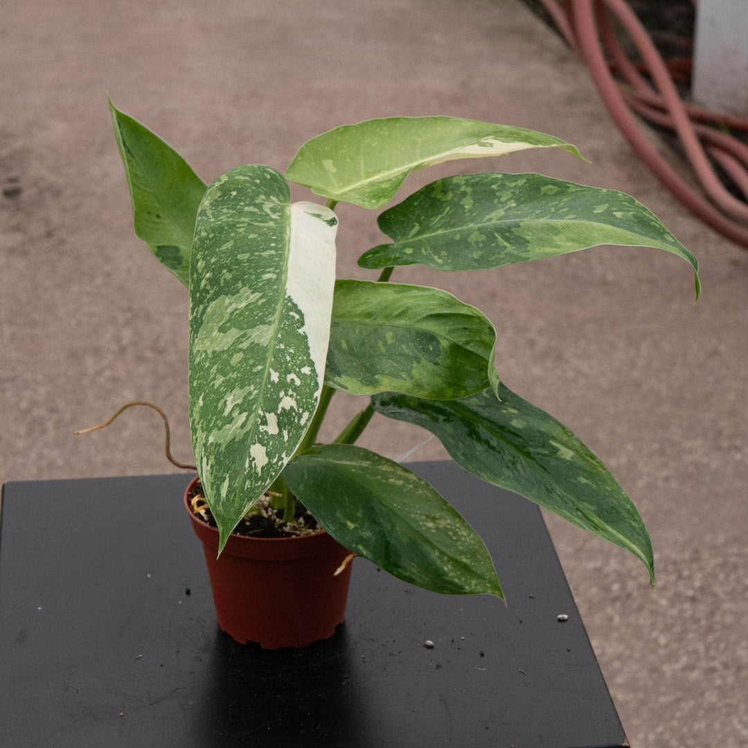 does philodendron jose buono revert Philodendron 'Jose Buono'