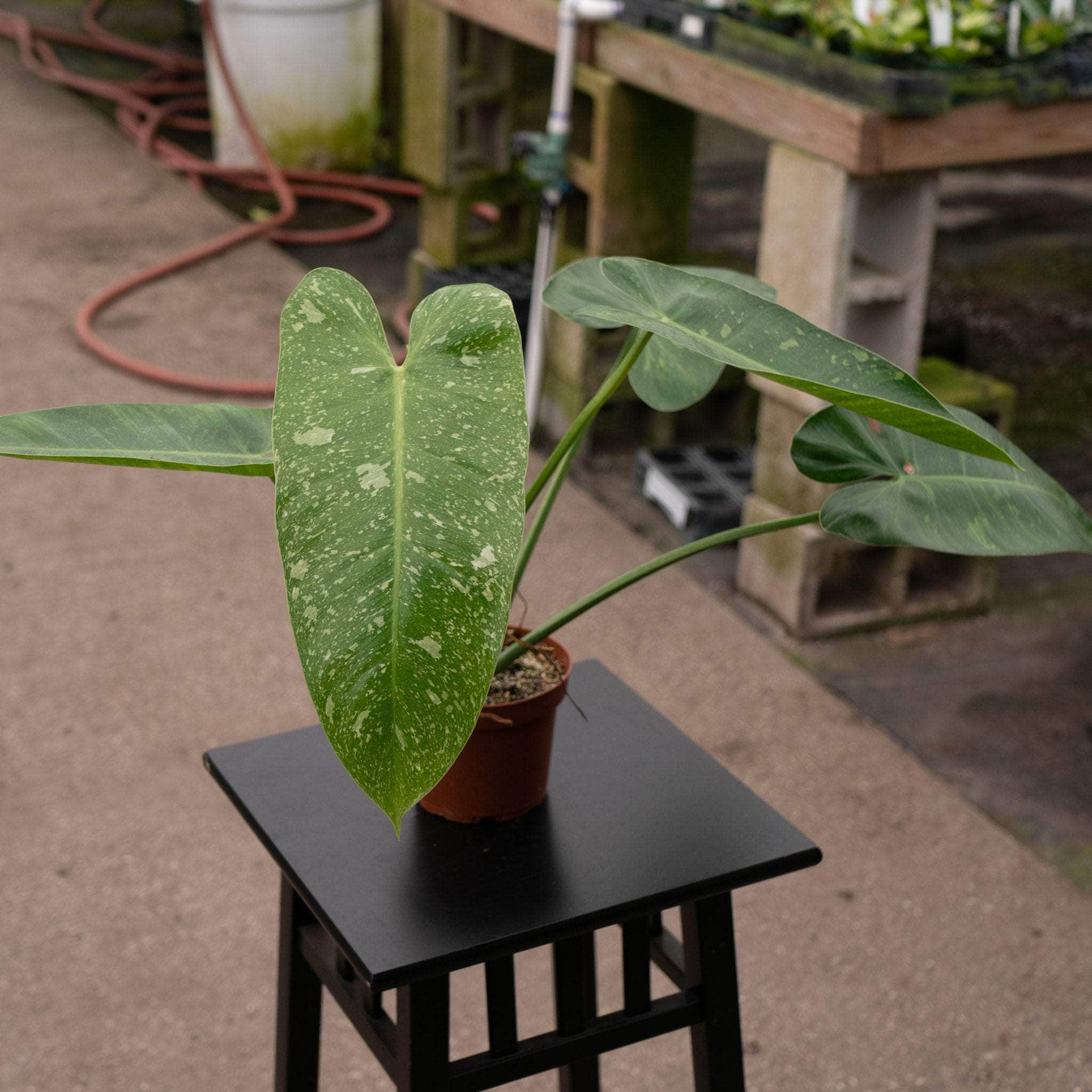 Philodendron 'Jose Buono'