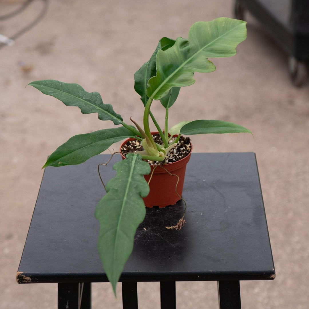 jungle boogie philodendron care Philodendron 'Jungle Boogie'