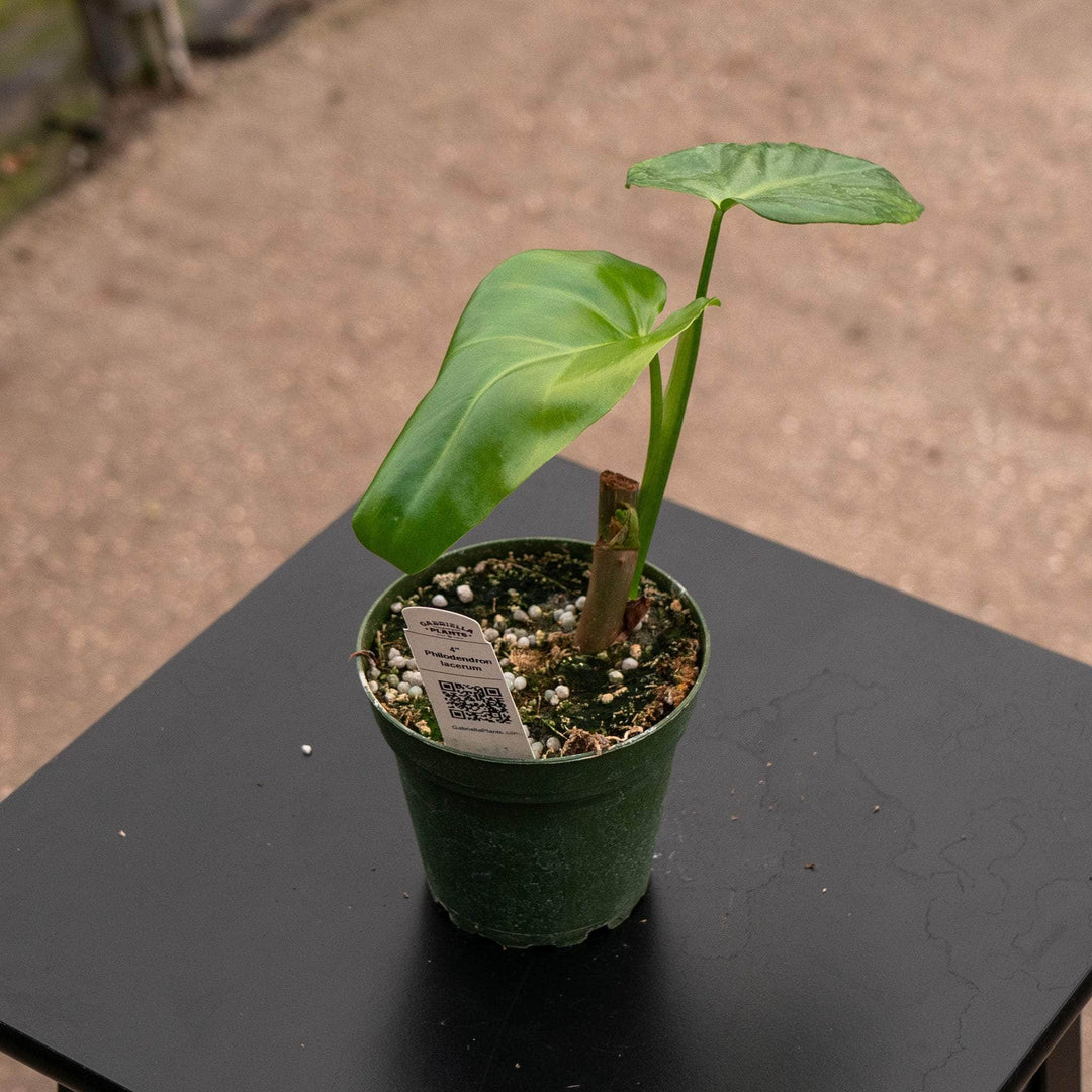 philodendron cost Philodendron lacerum