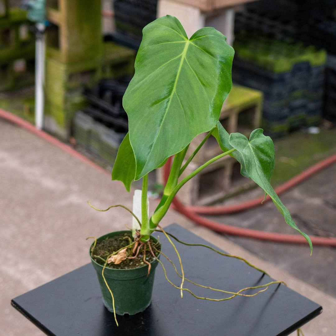 philodendron for sale philippines Philodendron lacerum