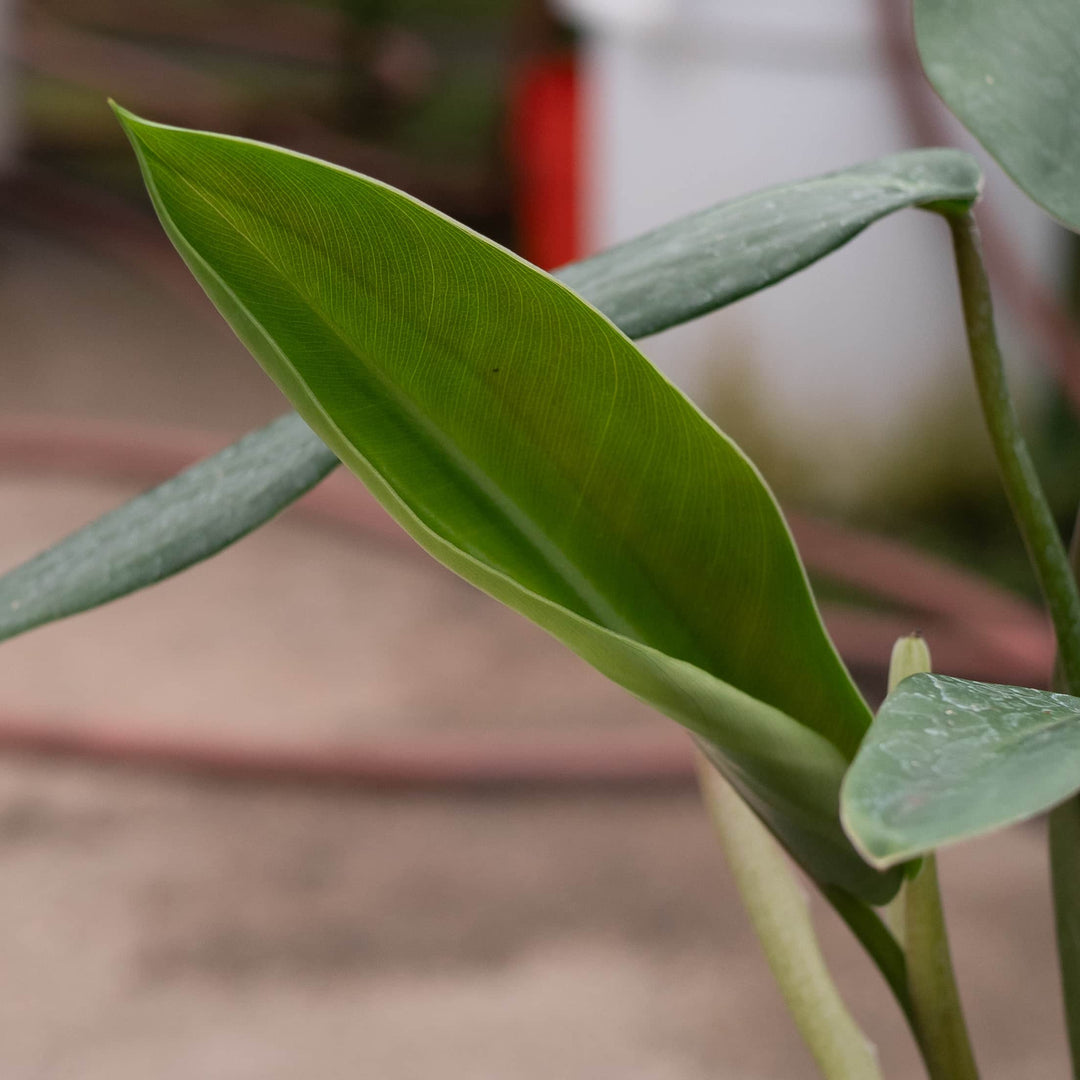 philodendron lance leaf Philodendron 'Lancelot'