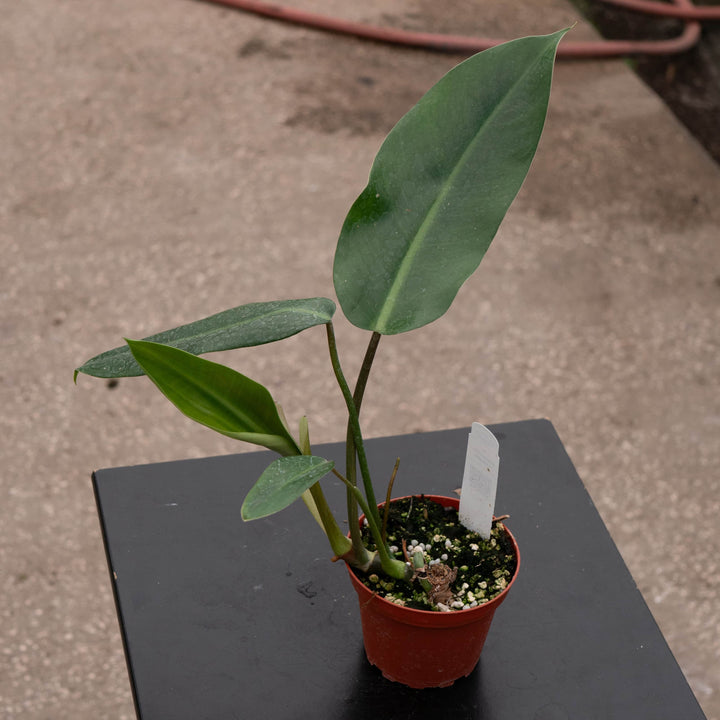 Gabriella Plants Philodendron Hybrid 4" Philodendron 'Lancelot'