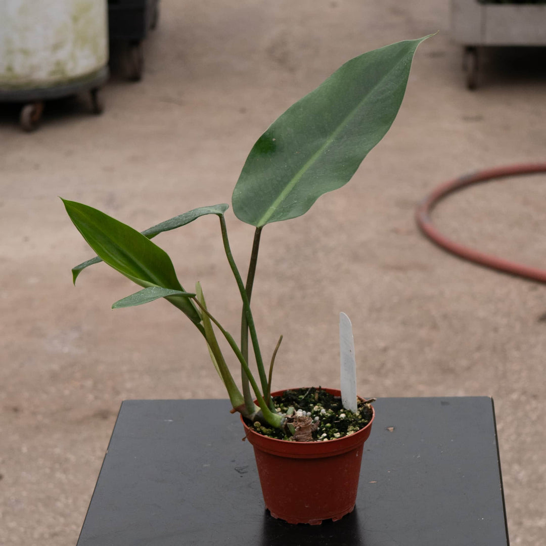 Gabriella Plants Philodendron Hybrid 4" Philodendron 'Lancelot'