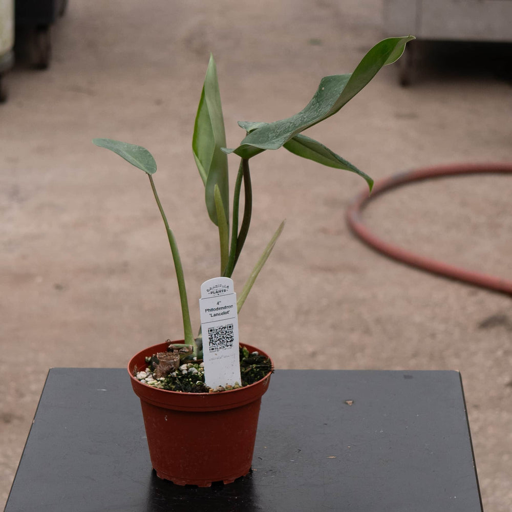 Gabriella Plants Philodendron Hybrid 4" Philodendron 'Lancelot'