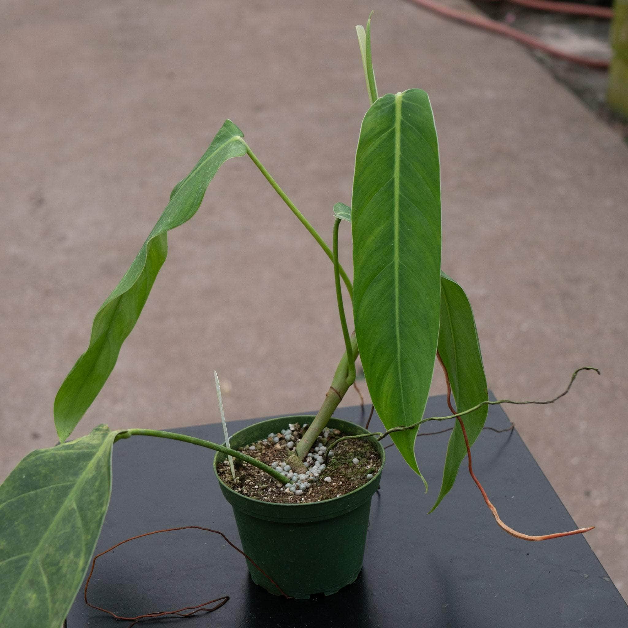 philodendron lentii Philodendron lehmannii