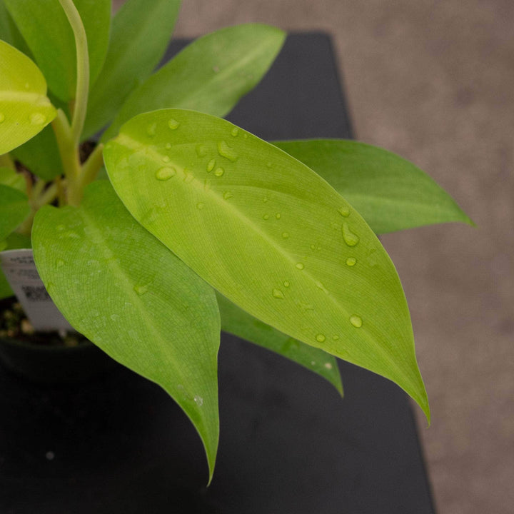 Gabriella Plants Philodendron 4" Philodendron 'Lemon Lime' Upright Vining