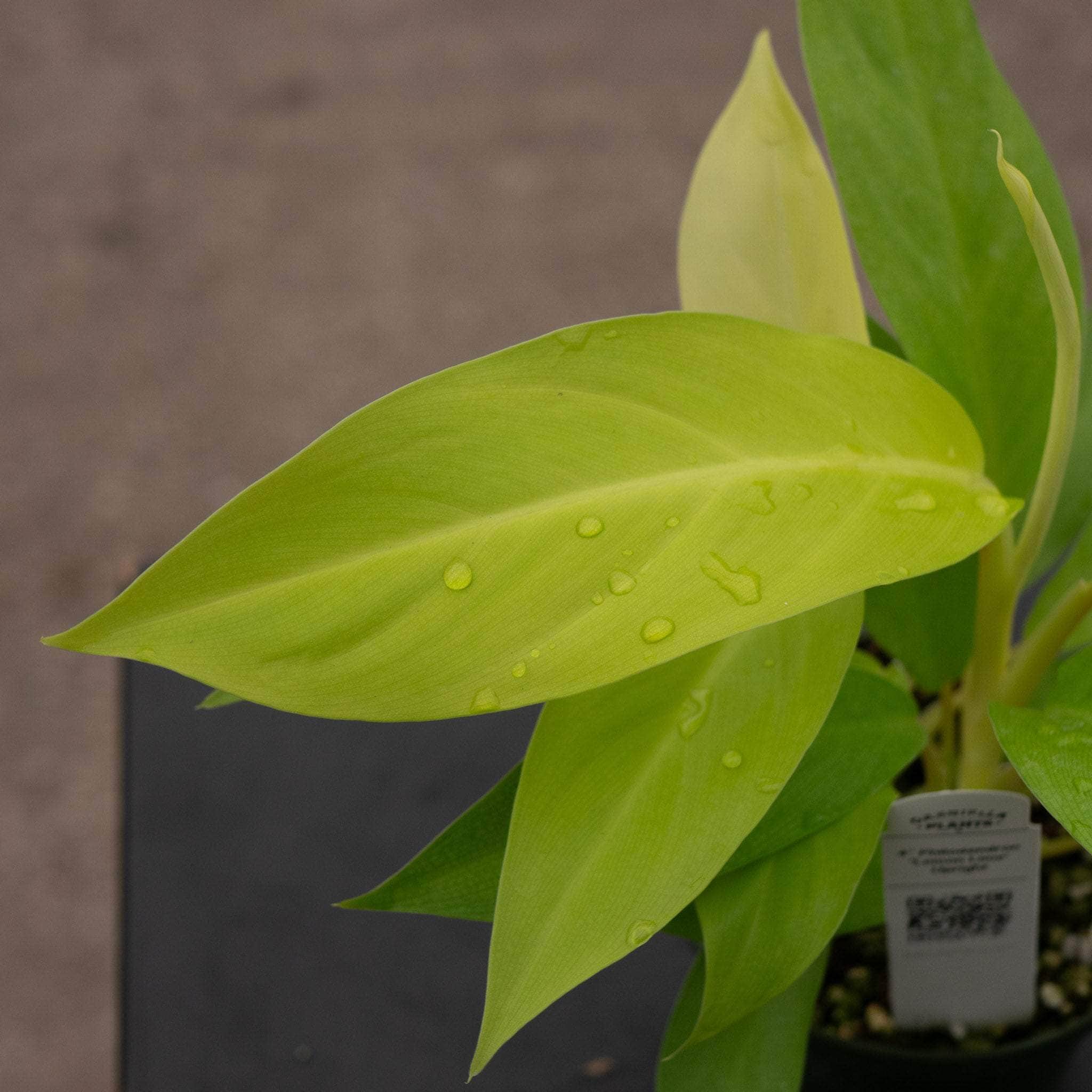 Philodendron 'Lemon Lime' Upright Vining
