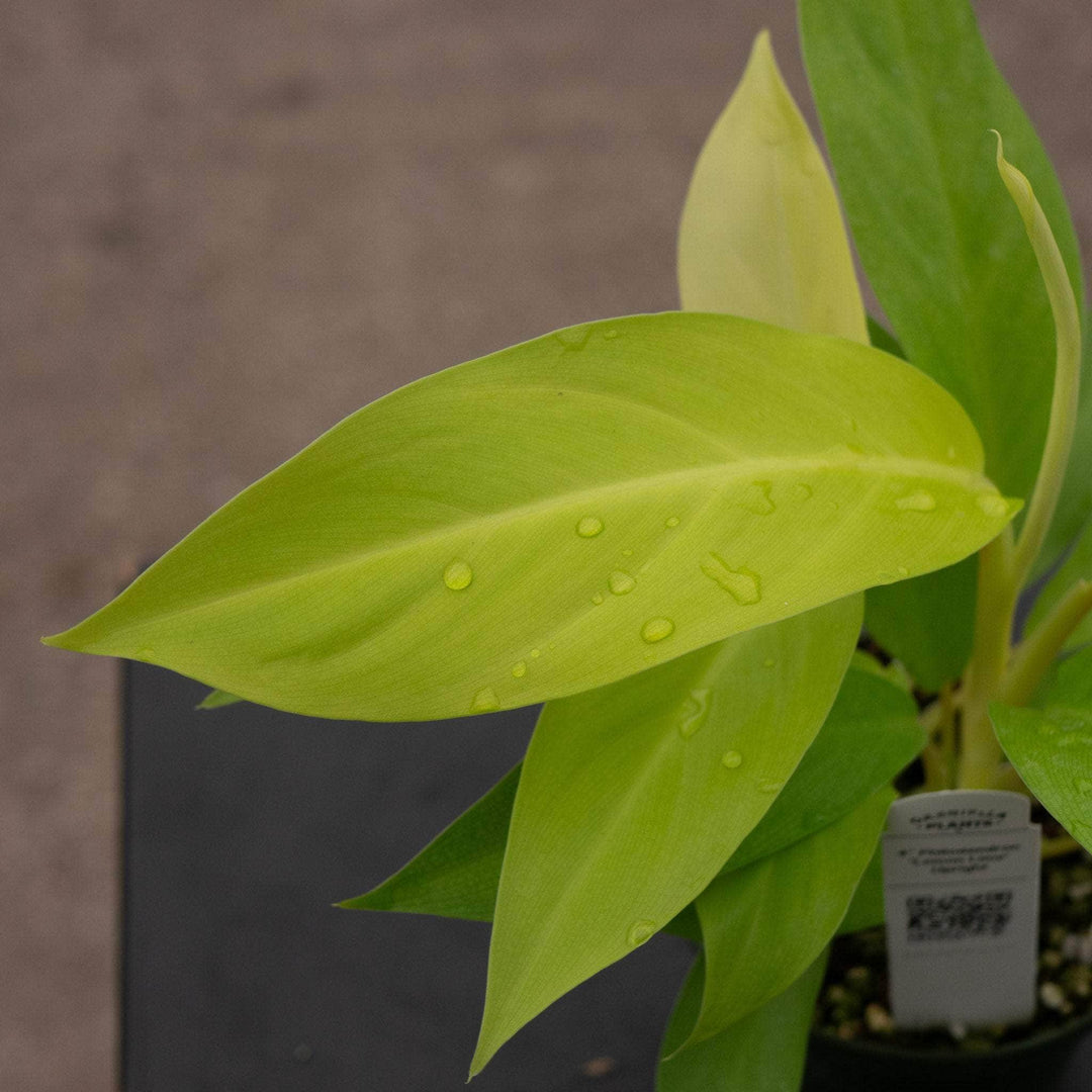 lemon lime philodendron light Philodendron 'Lemon Lime' Upright Vining