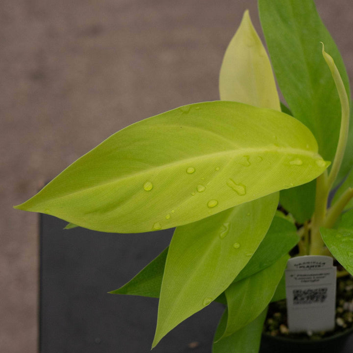 Gabriella Plants Philodendron 4" Philodendron 'Lemon Lime' Upright Vining