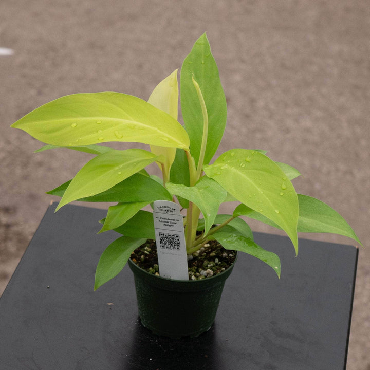 Gabriella Plants Philodendron 4" Philodendron 'Lemon Lime' Upright Vining