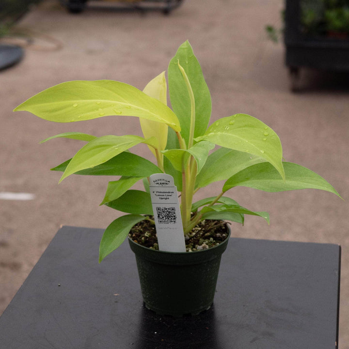 Gabriella Plants Philodendron 4" Philodendron 'Lemon Lime' Upright Vining