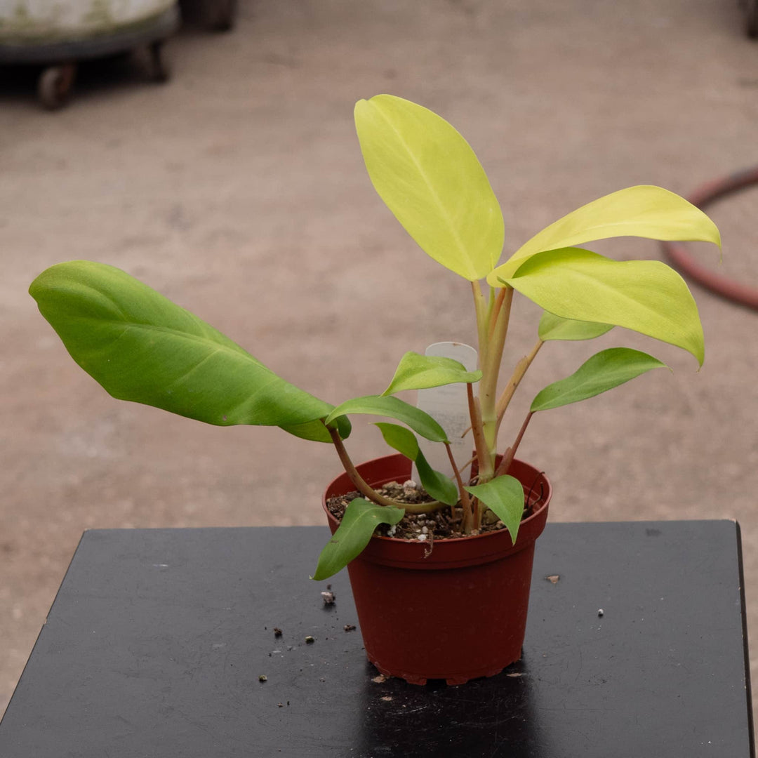 Gabriella Plants Philodendron 4" Philodendron 'Lemon Lime' Upright Vining