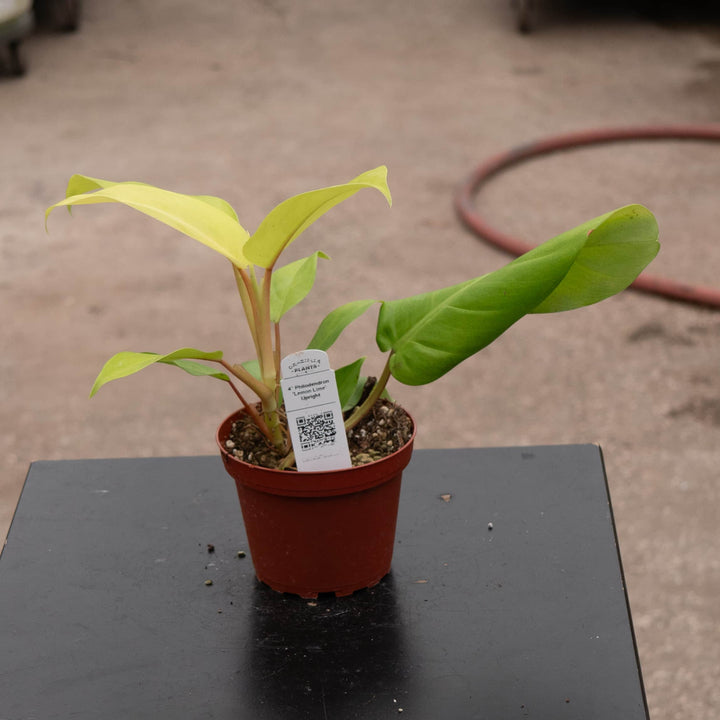 Gabriella Plants Philodendron 4" Philodendron 'Lemon Lime' Upright Vining