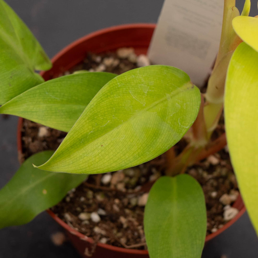 Gabriella Plants Philodendron 4" Philodendron 'Lemon Lime' Upright Vining