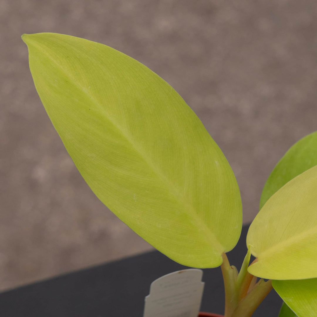 Gabriella Plants Philodendron 4" Philodendron 'Lemon Lime' Upright Vining