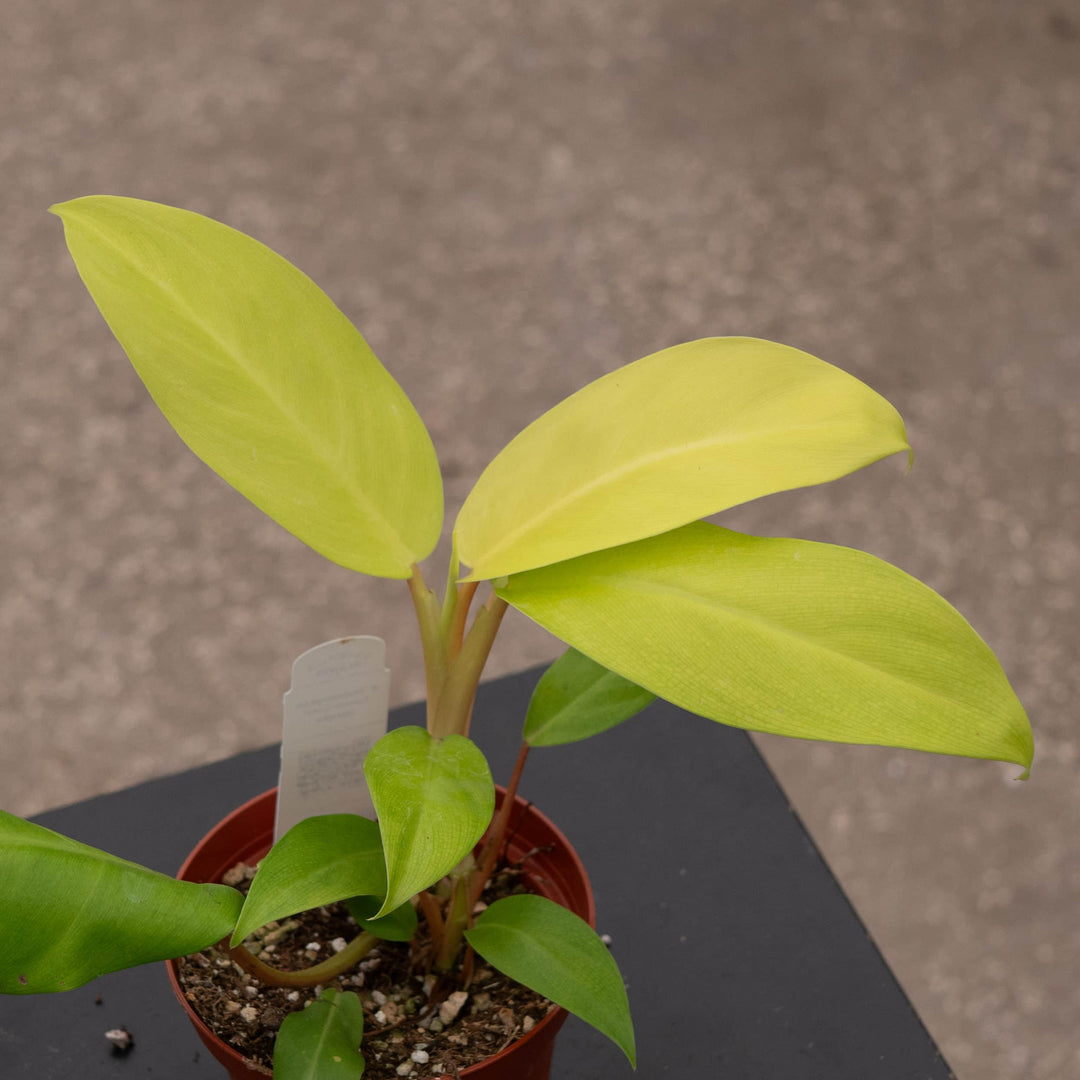 Gabriella Plants Philodendron 4" Philodendron 'Lemon Lime' Upright Vining