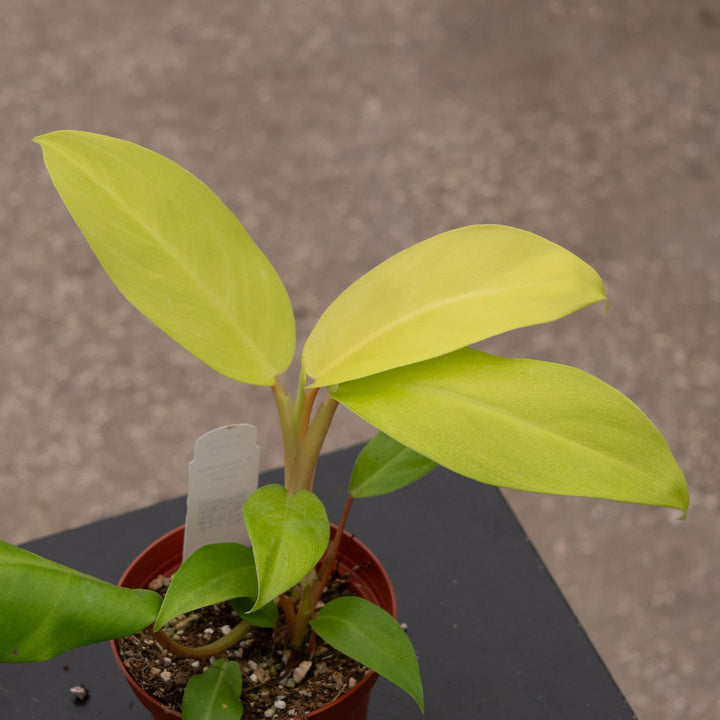 Gabriella Plants Philodendron 4" Philodendron 'Lemon Lime' Upright Vining