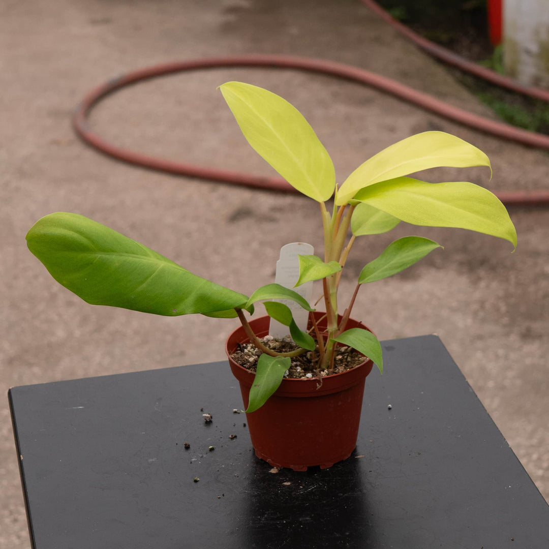 lemon lime philodendron variegated Philodendron 'Lemon Lime' Upright Vining