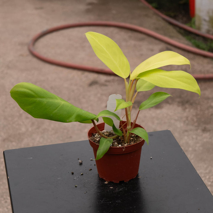 Gabriella Plants Philodendron 4" Philodendron 'Lemon Lime' Upright Vining