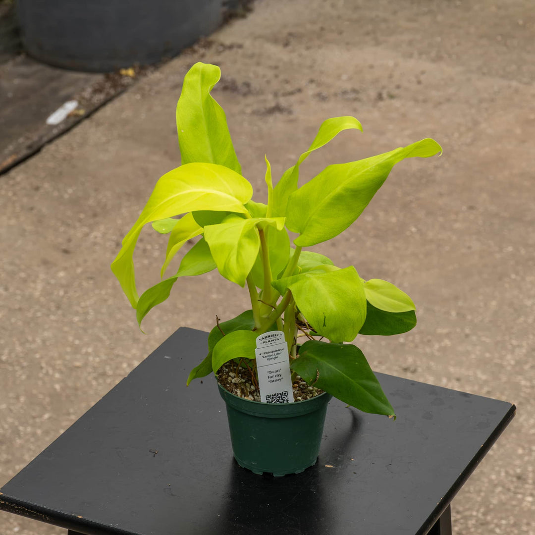 Gabriella Plants Philodendron 4" Philodendron 'Lemon Lime' Upright Vining