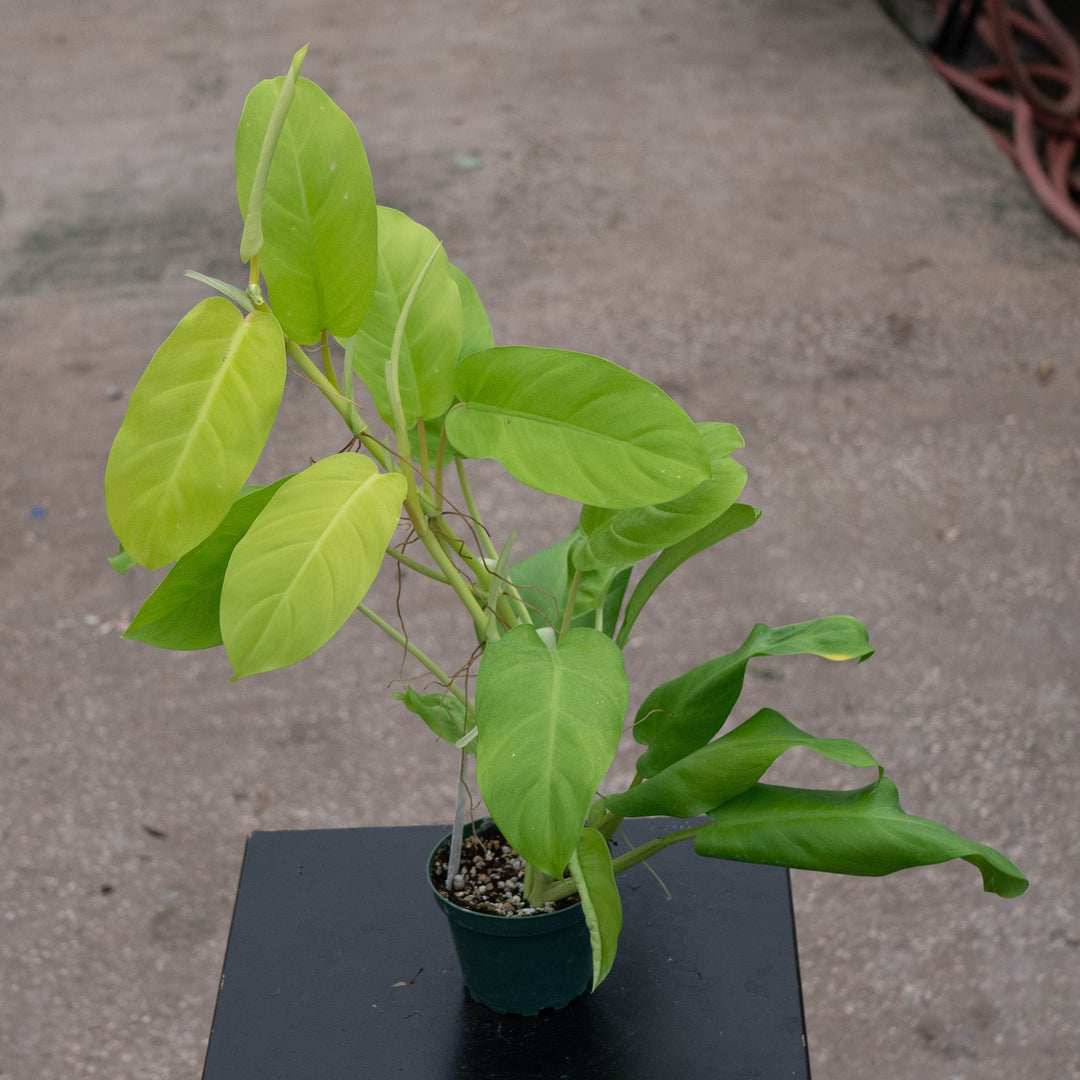 Gabriella Plants Philodendron 4" Philodendron &