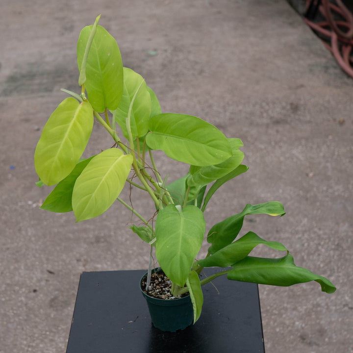 Gabriella Plants Philodendron 4" Philodendron &